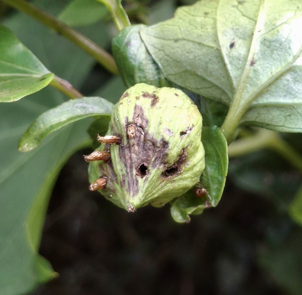 Perasphondylia