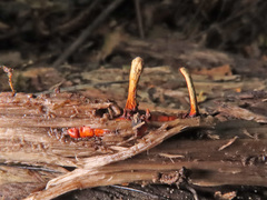 Ophiocordyceps variabilis