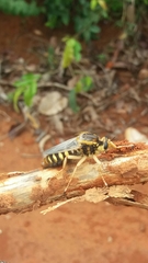 Dicranus