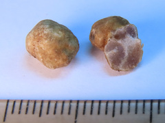Tuber puberulum