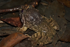 Fujian Large-Headed Frog photo 2