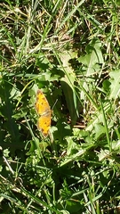 Phyciodes