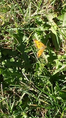 Phyciodes