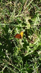Phyciodes