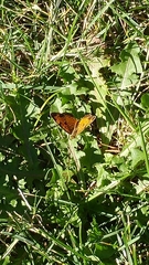 Phyciodes