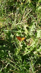 Phyciodes