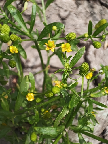 cursed crowfoot
