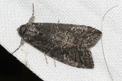 Prorocopis