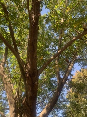 Pterocarya rhoifolia