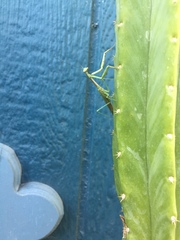 Mantidae