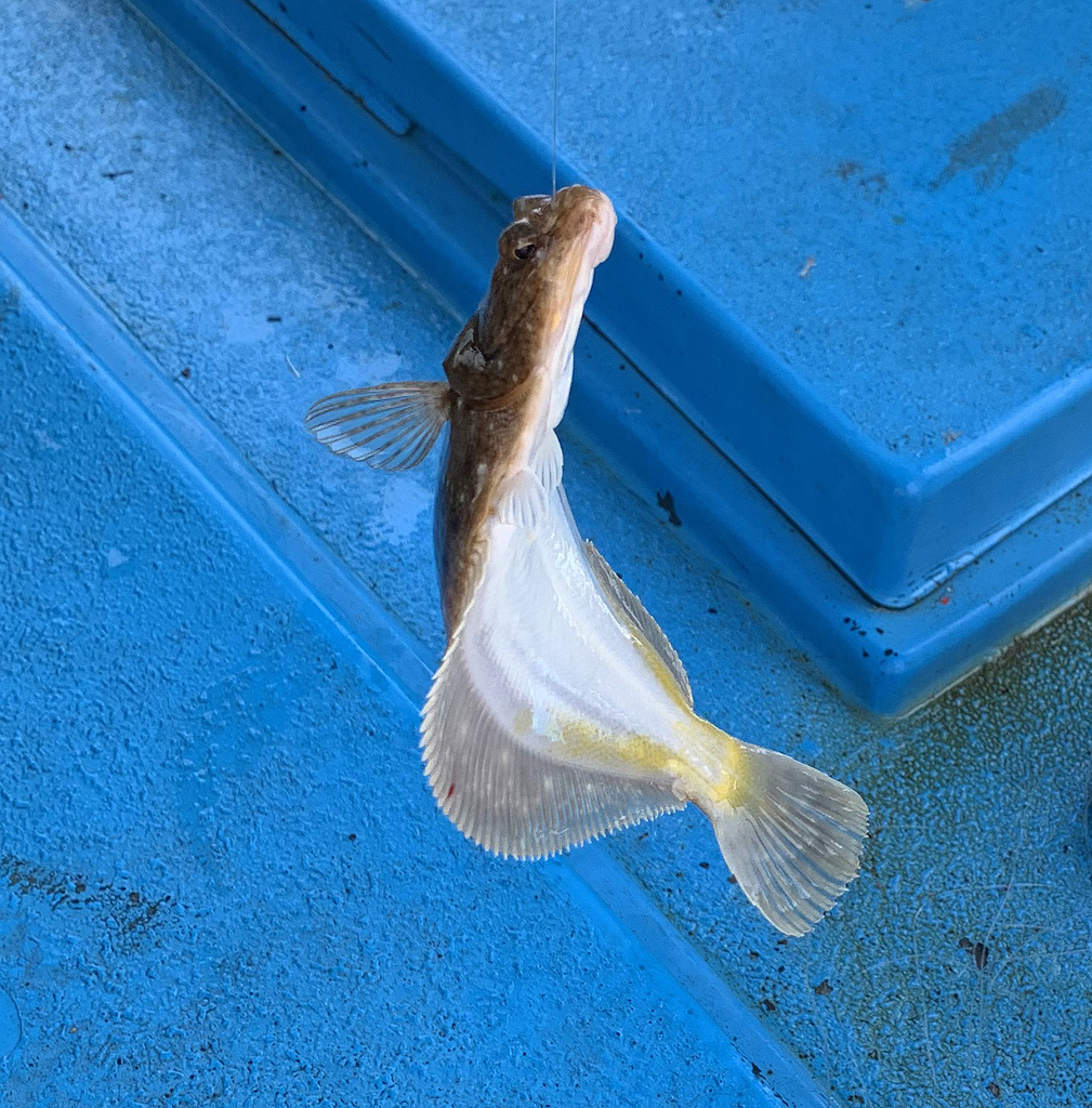 Yellow Striped Flounder