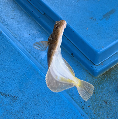 Yellow Striped Flounder photo 1