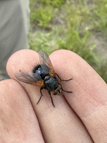 Unknown species found near Glacier National Park, Polebridge, MT, US