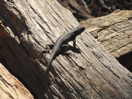 iNaturalist observation photo of Common Sagebrush Lizard
