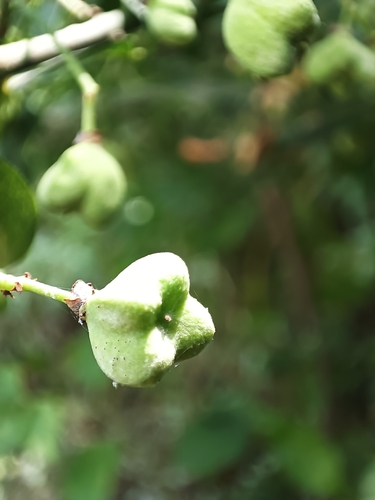 Spindle
