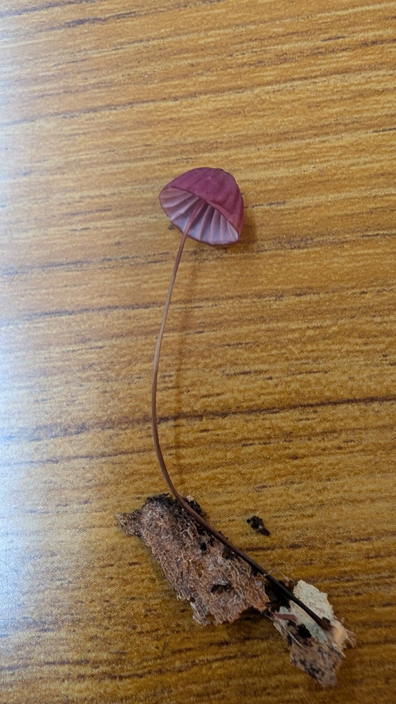 Marasmius pulcherripes · June 2025 · photo: © atsushi_nakajima_cirque (iNaturalist, cc-by)