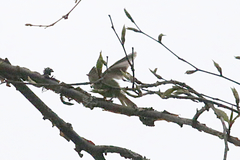 Lophophanes dichrous