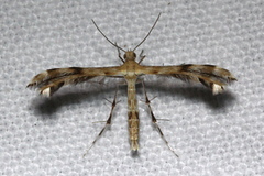 Trichoptilus ceramodes