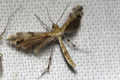 Trichoptilus ceramodes