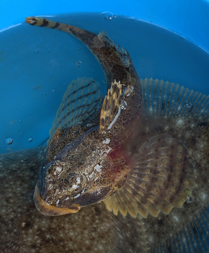 Threadfin sculpin (Gymnocanthus intermedius) — Cottidae