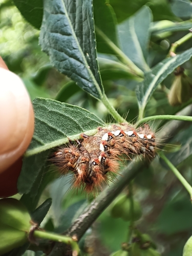 Knot Grass Moth