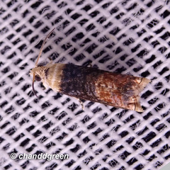 Hedya iophaea