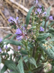 Phacelia quickii