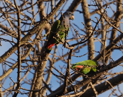 Blue-headed Parrot