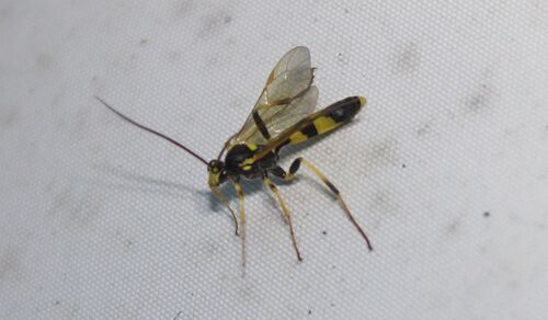 Toothed Tiger Ichneumon photo 3