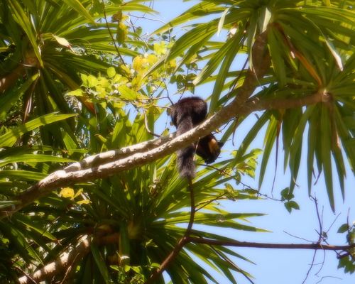 Black Giant Squirrel