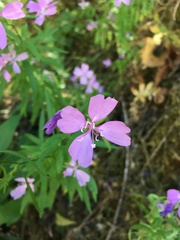 Clarkia biloba brandegeeae