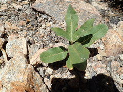 Asclepias hypoleuca