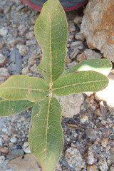 Asclepias hypoleuca