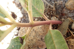 Asclepias hypoleuca