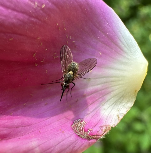 Phthiria minuta