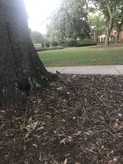Sciurus carolinensis