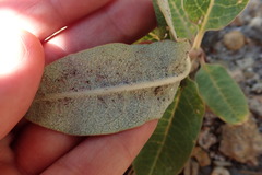 Asclepias hypoleuca