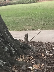 Sciurus carolinensis
