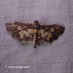 Eurrhyparodes bracteolalis