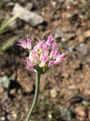 Allium sanbornii