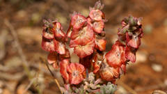 Maireana trichoptera