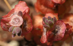 Maireana trichoptera