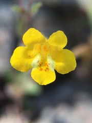 Erythranthe pulsiferae