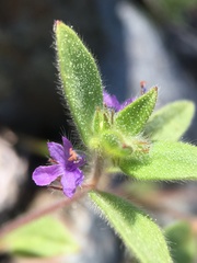 Trichostema oblongum