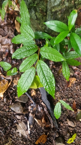 Haplostichanthus rufescens observed 2025-06-19