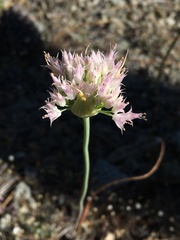 Allium sanbornii