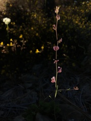 Streptanthus polygaloides