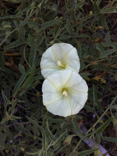 Van Zuuk false bindweed (Calystegia vanzuukiae)