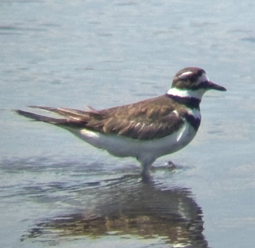 Killdeer