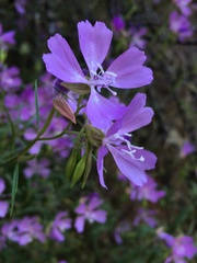 Clarkia biloba brandegeeae